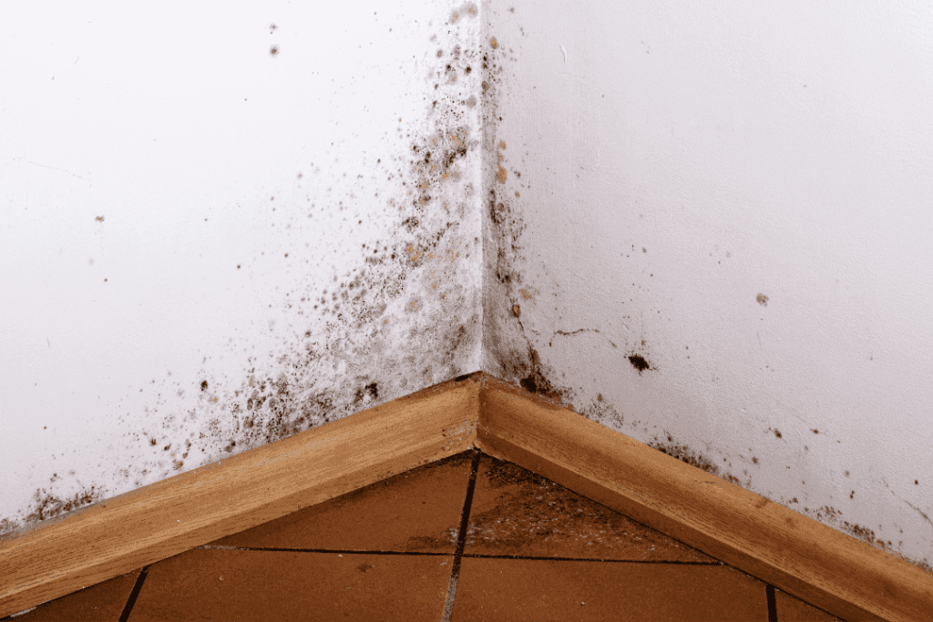 mold removal